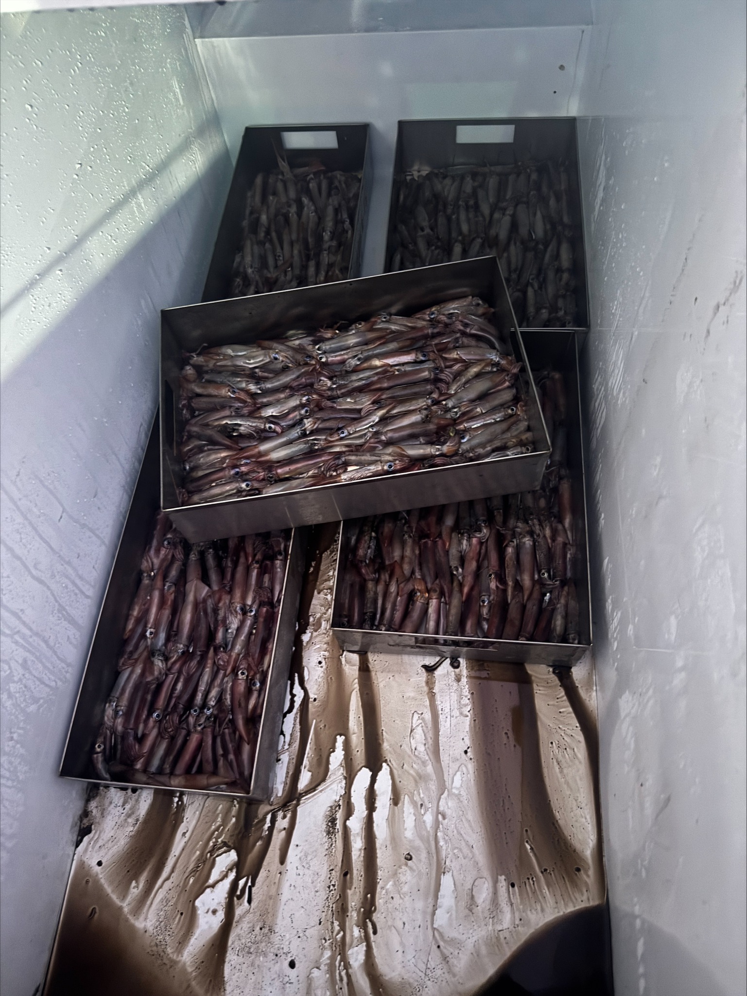 𝐌𝐅𝐎𝐑 𝐂𝐥𝐚𝐫𝐢𝐟𝐢𝐜𝐚𝐭𝐢𝐨𝐧 𝐑𝐞𝐠𝐚𝐫𝐝𝐢𝐧𝐠 𝐒𝐪𝐮𝐢𝐝 𝐅𝐢𝐬𝐡𝐢𝐧𝐠 𝐕𝐞𝐬𝐬𝐞𝐥 𝐎𝐩𝐞𝐫𝐚𝐭𝐢𝐧𝐠 𝐍𝐞𝐚𝐫 𝐒𝐨𝐮𝐭𝐡 𝐓𝐚𝐫𝐚𝐰𝐚 𝐨𝐧 𝐭𝐡𝐞 𝐞𝐯𝐞𝐧𝐢𝐧𝐠 𝐨𝐟 𝟑 𝐀𝐩𝐫𝐢𝐥 𝟐𝟎𝟐𝟔.⁣