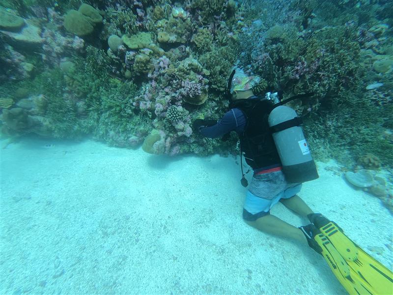 Heat-Tolerant Corals Offer Hope — and Warning — for Kiribati Reefs