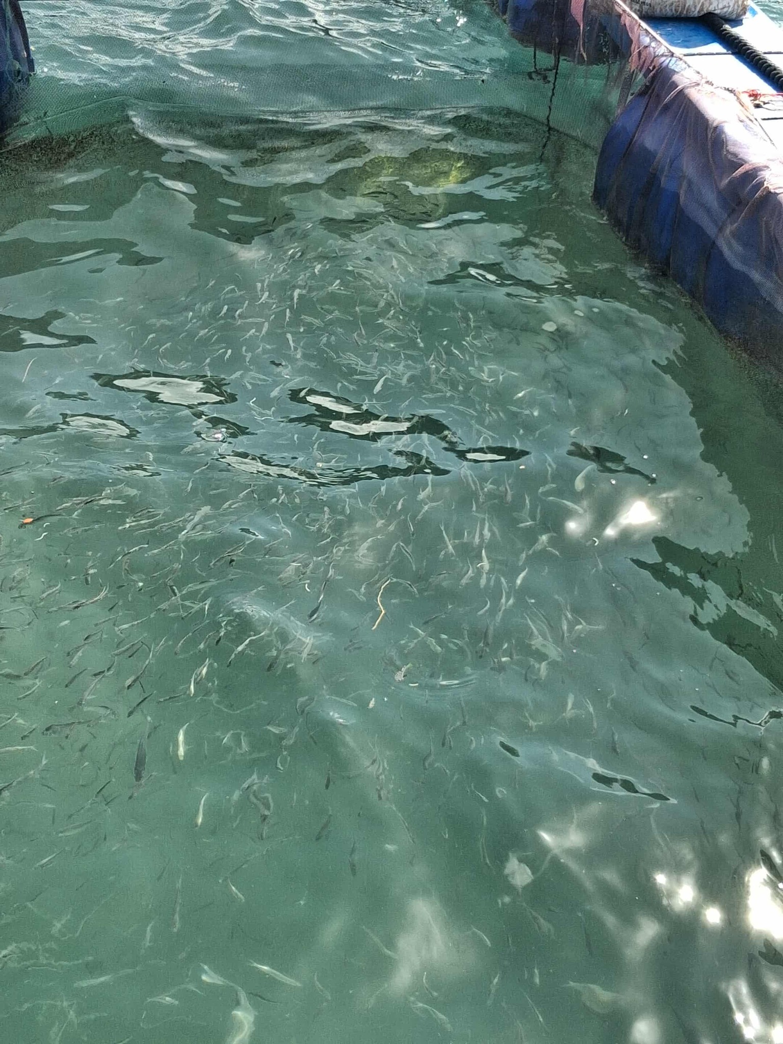 Over 10,000 Milkfish Fries Released to Revitalize Tarawa Lagoon Fisheries