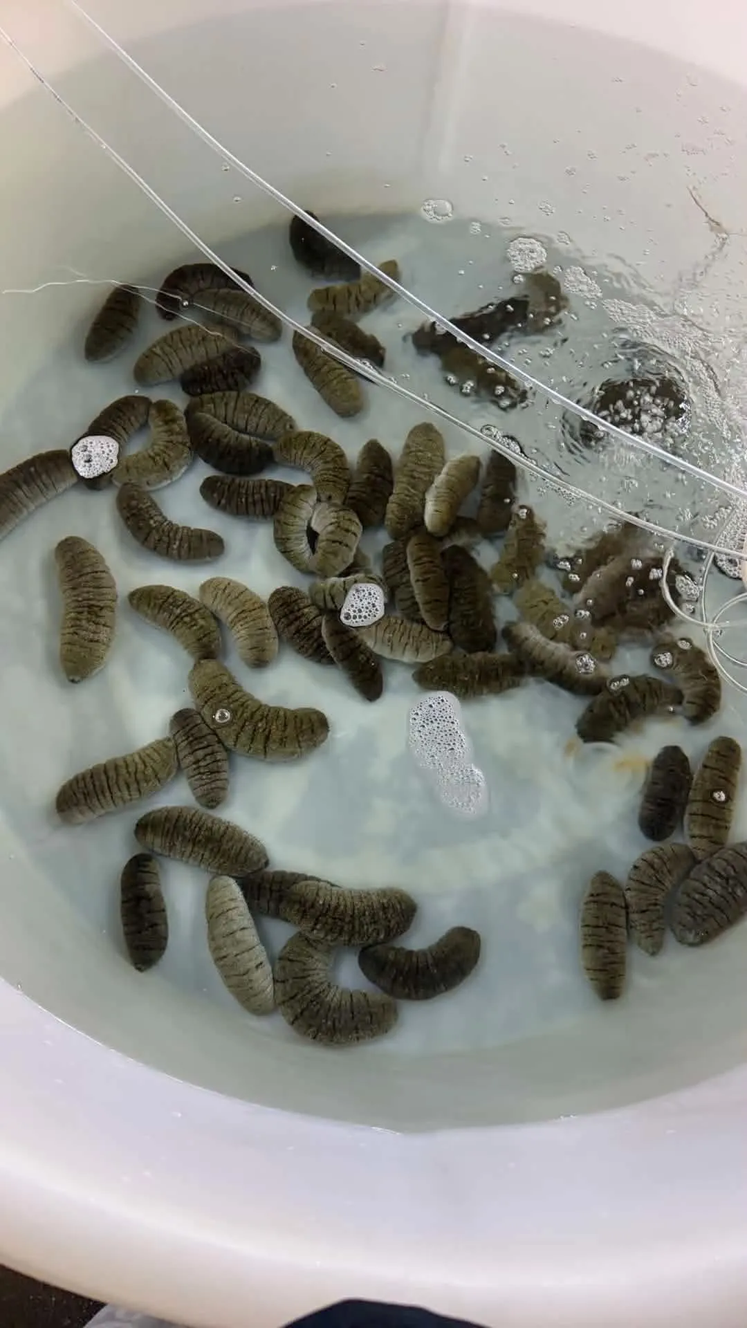 Sandfish Broodstocks Arrive in Kiribati
